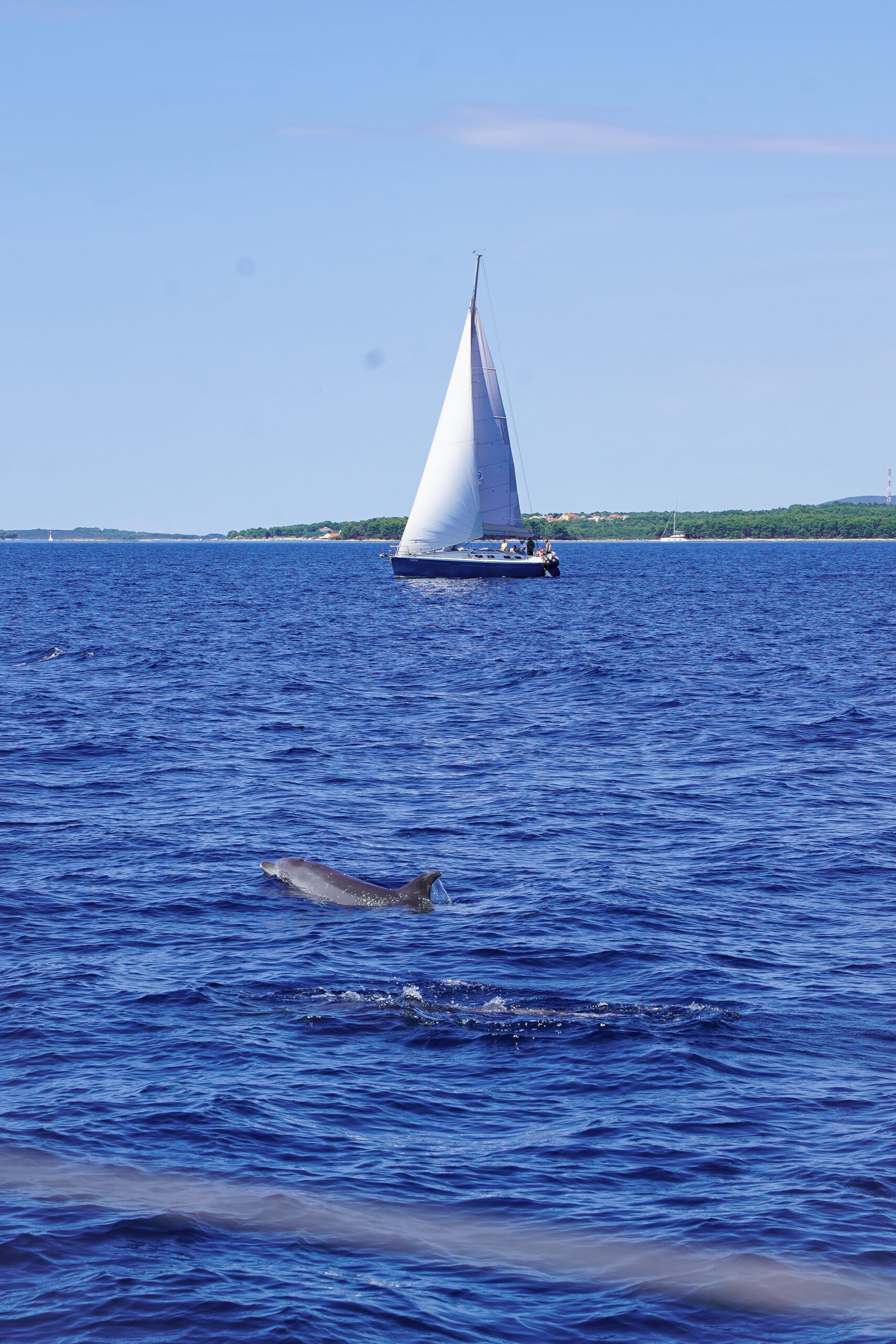Dolphin swimming next to the catamaran during a sailing holiday